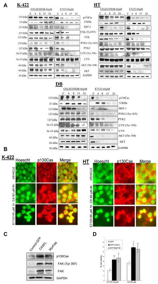 Figure 2. FA involvement in the mechanism of action of celecoxib and E7123 in DLBCL cell lines. (A) Immunoblot analysis of FA proteins was performed in KARPAS-422, HT, and DB cells treated with vehicle (V) or 60μM of celecoxib or E7123 for 4, 8, 15, or 24 hours. Expression levels of FAK are not shown in DB cells because they were undetectable. Equal loading was ensured by immunoblotting against GAPDH. (B) Immunolocalization of p130Cas in HT and KARPAS-422 (K-422) cell lines after treatment with 60μM celecoxib (CX) or E7123 for the period times at which we observed up-regulation of the 31-kDa fragment by Western blot (4-8 hours for celecoxib and 1 hour for E7123). p130Cas was stained with anti-p130Cas-tetramethylrhodamine isothiocyanate antibody (red, second column), the nucleus was stained with Hoechst (green, first column), and colocalization was detected by merging (yellow, third column; original magnification ×630). Slides were viewed with an inverted microscope (Axiovert 200M). Images were acquired using a digital camera (Coolsnap; Photometrics) and processed with MetaMorph Version 5.01 software. (C) Molecular analysis of DB transfectants. Equal loading was checked by immunobloting against GAPDH. (D) Alteration of cell viability in infected cells (GFP, CASFL, and MyrFAK) after 4-hour exposure to the drug. The overexpression of wild-type p130Cas and active MyrFAK partially reverted the cytotoxic effect of celecoxib and E7123 in DB cells (Mann-Whitney U test): *P < .05; **P < .01. Error bars represent SE.