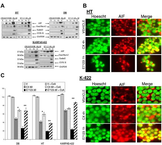 Figure 4. Involvement of AIF release from the mitochondria in the antitumor effect of celecoxib or E7123 in DLBCL cell lines. (A) Immunoblot analyses of AIF, Omi/HtrA2, and EndoG in the cytosolic fraction extracts after incubating HT, DB, and KARPAS-422 cells with 60μM of compound or vehicle for 1 or 4 hours. The remaining extract containing mitochondrial and nuclear fractions of vehicle-treated cells was used as a control for the presence of the proteins in the mitochondria. The absence of COX-II expression indicated no mitochondrial contamination of the cytoplasmic fraction. GAPDH was used as a cytoplasmic fraction marker as well as a control for protein loading. (B) Immunolocalization of AIF after cell exposure to celecoxib (CX) or E7123. HT and KARPAS-422 cells were treated with vehicle, 60μM celecoxib for 4 hours, or 60μM E7123 for 1 hour. AIF was stained with anti–AIF-tetramethylrhodamine isothiocyanate antibody (red, second column), the nucleus was stained with Hoechst (green, first column), and colocalization was detected by merging (yellow, third column; original magnification ×630). Slides were viewed with an inverted microscope (Axiovert 200M). Images were acquired using a digital camera (Coolsnap; Photometrics) and processed with MetaMorph Version 5.01 software. (C) Cytotoxic effect of 60μM celecoxib or 30μM E7123 after 4-hour exposure in DB, HT, KARPAS-422 cells pretreated with 10μM of CsA, an MPT inhibitor, for 30 minutes. Error bars represent SE. Statistical analysis was performed using the Mann-Whitney test: *P < .05; **P < .01.