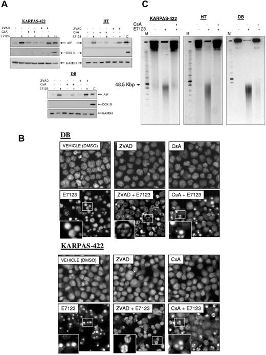 Figure 5. AIF-induced nuclear condensation and large-scale DNA fragmentation of DLBCL cells exposed to E7123. (A) Immunoblot analyses of AIF in cytosolic fraction extracts of HT, DB, and KARPAS-422 cells exposed to 60μM of E7123 during 4 hours with or without pretreatment with 1 hour 50μM ZVAD or 30 minutes 10μM CsA. The remaining extract containing mitochondrial and nuclear fractions of vehicle-treated cells was used to control (C) for the presence of the evaluated proteins in the mitochondria. The absence of COX-II expression indicated no mitochondrial contamination of the cytoplasmic fraction. GAPDH was used as a cytoplasmic fraction marker, as well as a control for protein loading. (B) Hoechst staining of DB and KARPAS-422 cells after 4-hour exposure to 60μM E7123 with or without pretreatment with ZVAD 50μM for 1 hour or CsA 10μM during 30 minutes (original magnification ×400). Slides were viewed with an inverted microscope (Axiovert 200M). Images were acquired using a digital camera (Coolsnap; Photometrics) and processed with MetaMorph Version 5.01 software. (C) Pulse-field gel electrophoresis of DB, HT, and KARPAS-422 cells treated with vehicle or 60μM E7123 during 4 hours. Pretreatment with 10μM of CsA during 30 minutes blocked the 50-kb pair DNA fragments induced by E7123.