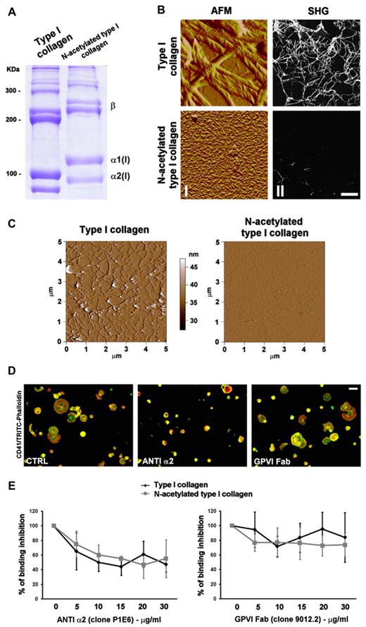 Figure 1. Characterization of collagen nano-mechanical properties. (A) Coomassie staining of type I collagen and N-acetylated collagen. A total of 2 μg of proteins was loaded on 6% gel of polyacrylamide; > 85% of lysine residue were modified in the native protein determining a different migration in electrophoresis. (B) In vitro analysis of collagens structure. (i) Atomic force microscopy images of 3 μm2 of dehydrated collagen coating. (ii) Second harmonic generation images of collagen supramolecular structure were acquired through a 63× (1.2 NA) objective on a Leica DMIRE2 microscope with a TCS SP2 scanner. Analysis was performed with the Leica confocal software and ImageJ (NIH). Scale bar represents 10 μm. (C) Atomic force microscopy images of collagens in fluid (PBS). A total of 5 μm2 fields were analyzed in contact mode using an MFP-3D Bio-atomic force microscope (Asylum Research). (D) Roles of α2-integrin and GPVI on MK adhesion and spreading on type I collagen. Cord blood-derived MKs were seeded for 2 hours on type I collagen in the presence of 20 μg/mL of anti-α2 (clone P1E6) and Fab GPVI (clone 9012.2) antibodies, fixed, and then stained for actin (red) and CD41 (green). Images were acquired through an Olympus BX51 using a 20×/0.5 UPlan objective. Scale bar represents 50 μm. (E) Effect of chemical modification of type I collagen on α2 integrin and GPVI engagement. MKs were seeded on type I collagen and N-acetylated type I collagen for 1 hour, and cell adhesion was evaluated in the presence of increasing concentrations of anti-α2 and GPVI antibodies. Cell adhesion values are expressed relative to control (absence of inhibitor).