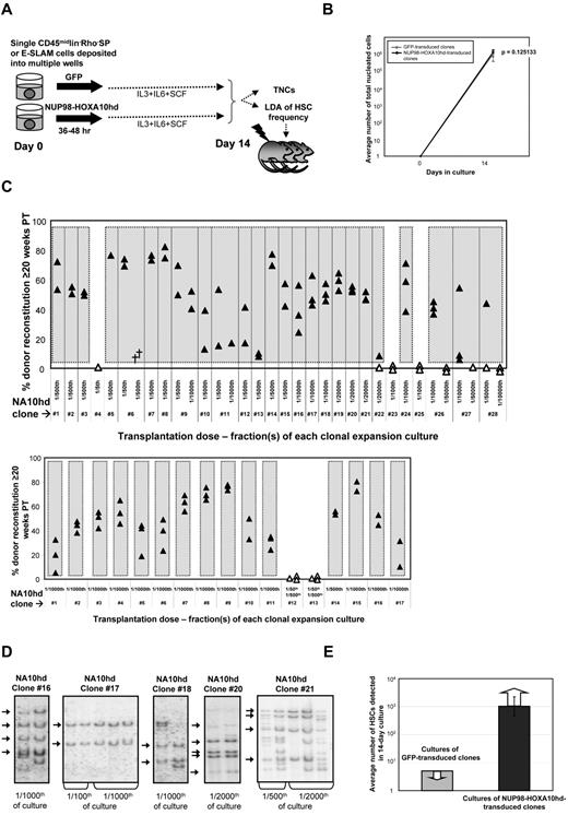Figure 1. NUP98-HOXA10hd promotes multilog expansion in vitro of individually purified adult bm HSCs. (A) Schematic of the experimental design followed to directly investigate the capacity of NUP98-HOXA10hd to enhance clonal HSC expansion in vitro. TNCs indicates total nucleated cells. (B) Average number of viable nucleated GFP- (gray) or NUP98-HOXA10hd–transduced (black) cells at the end of 14-day culture. Values shown are the means ± SD of 16 GFP- or 40 NUP98-HOXA10hd–transduced cell counts. (C) Proportion of peripheral blood leukocytes produced by a fraction (indicated as a transplantation dose) of NUP98-HOXA10hd–transduced and expanded CD45+lin−Rho−SP (top panel) and E-SLAM (bottom panel) clones transplanted into irradiated recipients 20 weeks previously. Each triangle represents an individual recipient/mouse. Solid triangles indicate recipients of the smallest fraction(s) tested of each clone, positive for the presence of transplanted cells. Open triangles indicate recipients of the highest fraction(s) tested of each clone, negative for the presence of transplanted cells. Symbol (†) indicates a dead mouse. (D) DNA extracted from NUP98-HOXA10hd–transduced bone marrow cells of representative long-term reconstituted (24-week) recipients (as shown in C top panel) was analyzed for proviral integrants by Southern blotting. Arrows indicate common integration pattern(s) among recipients of the cells from the same HSC-expanded clone (NUP98-HOXA10hd–transduced clones 16, 17, 18, 20, and 21). Transplantation dose is expressed in fraction of the culture. (E) Light gray bar indicates the maximal number of HSCs generated by day 14 in cultures of GFP-transduced cells, estimated by complete lack of reconstitution in recipients of 1/5 of 16 such cultures. Dark gray bar indicates the number of HSCs generated by day 14 in cultures of NUP98-HOXA10hd–transduced cells, as determined by limiting dilution CRU assay. Value shown is the means ± SEM of results from 40 NUP98-HOXA10hd–transduced clones tested. The presented result is the minimal number of HSCs estimated because the limiting dilution was not reached for the majority of NUP98-HOXA10hd–transduced HSC clones tested.