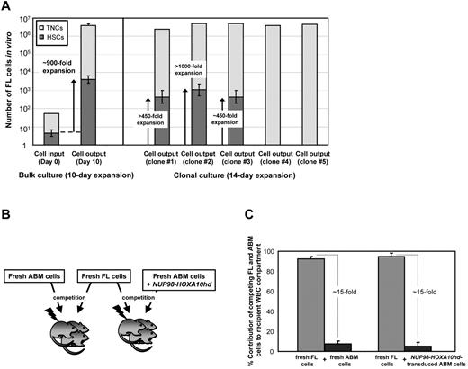 Figure 6. NUP98-HOXA10hd induces the in vitro expansion of fetal HSCs. (A) For bulk cultures, hatched bars indicate the number of total nucleated cells (TNCs) at the beginning (day 0) and at the end (day 10) of culture, after NUP98-HOXA10hd infection and in vitro expansion. Value shown for day 10 is the mean ± SD of results from 2 experiments. Filled bars indicate the HSC content in culture on day 0 and day 10, estimated based on HSC frequency calculated by limiting dilution CRU assay. Values shown are the means ± SEM of results from 2 experiments. For clonal cultures, hatched bars indicate the number of TNCs, after NUP98-HOXA10hd infection and in vitro expansion in 14-day culture, for 5 fetal liver (FL) HSC clones tested. Filled bars indicate the number of HSCs generated by day 14 in 5 clonally expanded cultures of NUP98-HOXA10hd–transduced cells, determined by limiting dilution CRU assay. Error bars represent ± 1 SE. The limiting dilution was not reached for clones 1 and 2 and clones 4 and 5 did not contain HSCs. (B) Schematic of the experimental design followed to investigate in vivo competition capacity of fetal liver and adult bm hematopoietic cells. (C) Proportion of peripheral blood leukocyte contribution by fresh adult and fresh fetal (dark and light gray bar on the left) or day 10 NUP98-HOXA10hd–transduced and expanded adult and fresh fetal (dark and light gray bar on the right) HSCs transplanted (16 weeks earlier) to irradiated mice in competition. Values shown are the means ± SD of results from 8 transplanted recipients that received cells from both sources.