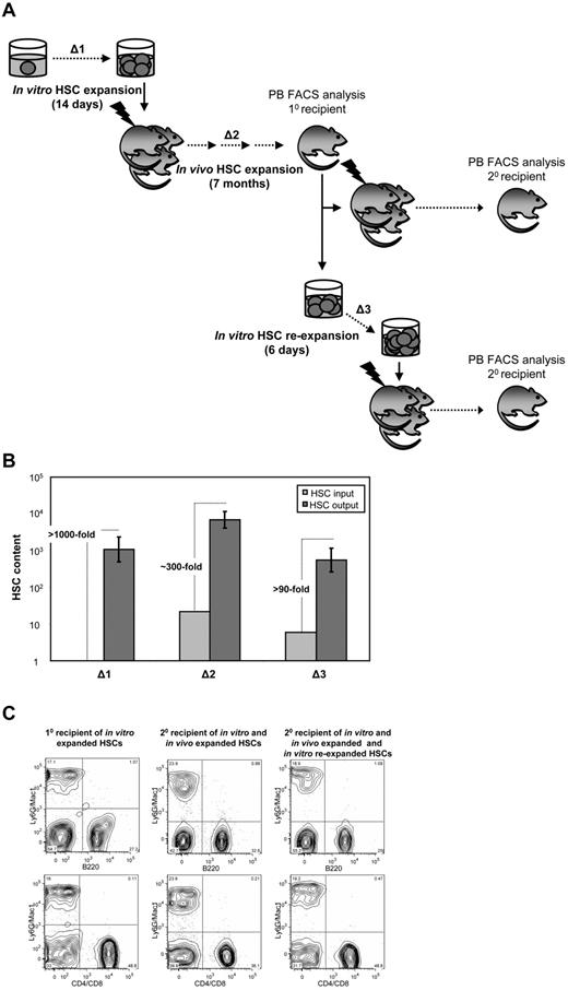 Figure 7. Progeny of in vitro–expanded NUP98-HOXA10hd–transduced HSC clones continue to expand in vivo and re-expand in vitro. (A) Schematic of the experimental design followed to measure the level of NUP98-HOXA10hd–induced HSCs expansion during 14-day culture in vitro (Δ1), 7-month regeneration in vivo (Δ2), and 6-day re-expansion culture in vitro (Δ3). (B) Bars represent HSC content at the beginning (light gray) and at the end (dark gray) of each expansion period, measured by 10 or 20 LDA CRU assay. Δ1, Δ2, and Δ3 are estimated based on changes in HSC input versus output numbers. (C) Representative peripheral blood FACS plots of primary and secondary recipients transplanted with the progeny of NUP98-HOXA10hd–expanded HSCs, as indicated in panel A.