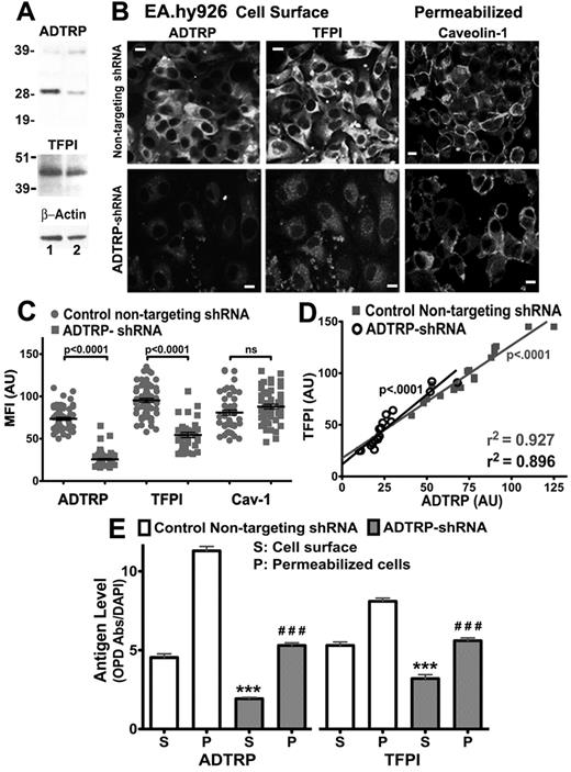 Figure 2. ADTRP post-transcriptional silencing decreases ADTRP and TFPI expression. (A) Total lysates of HUVECs transiently expressing nontargeting shRNA (control, lane 1) or ADTRP-shRNA (lane 2) were analyzed by SDS-PAGE and immunoblotting with rabbit anti-ADTRP, anti-TFPI IgGs, and mAb anti ß-actin. (B) Immunostaining for cell surface ADTRP and TFPI, and Cav-1 after permeabilization, on EA.hy926 cells transiently expressing nontargeting shRNA or ADTRP-shRNA. Bars: 10 μm. (C) Scatter-plot and statistical analysis (1-way ANOVA) of MFI for ADTRP, TFPI and Cav-1 in control EC (nontargeting shRNA) and EC expressing ADTRP-shRNA. MFI was measured on > 50 individual cells per experimental condition and expressed as arbitrary units (AU). Data are mean ± SEM. (D) Correlation analysis performed on individual cells, either control or ADTRP-shRNA EC, to analyze the relationship between ADTRP and TFPI fluorescence levels on the EC surface. r2 and slope deviation from 0 are highly significant for both experimental conditions. (E) ELISA on control ECs and ADTRP-shRNA cell monolayers (24-well plates) shows antigen levels for ADTRP and TFPI on the cell surface (S) and in permeabilized cells (P). Antigen values are expressed as ratios between the absorbance measured at 450 nm after developing the peroxidatic reaction with OPD, and the fluorescence intensity of DAPI used for normalization of cell numbers. Data are mean ± SEM; n = 6. ***,###: P < .001 versus control cells (unpaired t test).