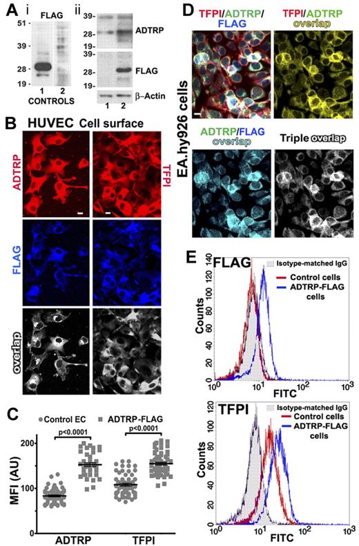 Figure 4. Stable expression of FLAG-tagged ADTRP in ECs. (A) Subpanel i: validation of the anti-FLAG mAb by Western blot of HEK293T lysates, expressing or not ADTRP-FLAG. Lane 1: positive control; lane 2: negative control (both purchased from OriGene). Subpanel ii: Total lysates of EAhy926 cells were analyzed by SDS-PAGE and immunoblotting with rabbit anti-ADTRP IgG and mAbs anti-FLAG and anti–ß-actin. Lane 1: mock-transfected ECs; lane 2: EC line stable expressing ADTRP-FLAG. (B) Cell surface immunostaining with either anti-ADTRP or anti-TFPI (Cy3, red for both) and anti-FLAG (Cy5, blue) IgGs on HUVEC line stable expressing ADTRP-FLAG. Overlap (white) designates the colocalization channels resulting from the image analysis. (C) Scatter-plot and statistics (1-way ANOVA) of MFI after immunostaining for cell surface ADTRP and TFPI on control (mock-transfected) and ADTRP-FLAG–expressing HUVECs. Data are mean ± SEM. (D) Immunofluorescence on nonpermeabilized EAhy926 cell line stable expressing ADTRP-FLAG shows the cell surface distribution of TFPI (Cy3, red), ADTRP (FITC, green) and FLAG (Cy5, blue) and their double and triple colocalization channels. Bars: 10 μm. (E) Flow cytometric analysis of FLAG and TFPI on the cell surface of control cells and ADTRP-FLAG ECs. The fluorescent profile of mAb anti-FLAG is indistinguishable from the isotype-matched IgG (shaded area) on control cells (red), but shifts on ADTRP-FLAG ECs (blue, top panel). The bottom panel shows the shift in anti-TFPI staining in ADTRP-FLAG ECs (blue) compared with control cells (red).