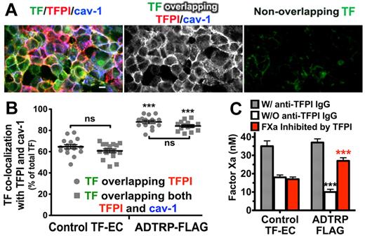 Figure 5. Overexpression of ADTRP increases TFPI expression and activity. (A) Immunofluorescence and confocal microscopy showing the distribution and colocalization of cell surface TFPI (Cy3, red) with YFP-TF (YFP, green) and Cav-1 (Cy5, blue; after permeabilization) on TF-EC stable expressing ADTRP-FLAG. Triple overlap (white) and nonoverlapping TF (green) channels result from the image analysis. See also Figure 3A (top panel) for control TF-EC images. Bars: 10 μm. (B) Scatter-plot and statistics (1-way ANOVA) of the colocalization between TF and TFPI, and TF/TFPI/Cav-1, out of the total MFI of TF. Data are mean ± SEM. ***P < .001 for both sets of data in the ADTRP-group compared with Control TF-EC group. ns, P ≥ .05 for the differences between sets of data within the 2 experimental groups. (C) The inhibitory capability of cell surface TFPI against TF-FVIIa–dependent FXa generation measured in TF-EC in the presence/absence of inhibitory anti-TFPI IgG. Values are normalized to 106 cells. ***P < .001 versus control (unpaired t test). Data are mean ± SD of triplicates.