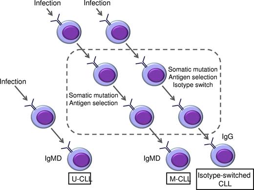 Figure 1. Pathogenesis of CLL subsets. The 2 major subsets (U-CLL and M-CLL) and the isotype-switched variant derive from 3 different normal B-cell populations with no interconversion. Infection is the likely initial drive on all, with transformation to U-CLL occurring before initiation of somatic mutation. M-CLL and isotype-switched CLL develop from more mature B cells presumed to have undergone antigen selection in the germinal center.