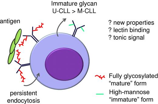 Figure 2. Antigen-mediated effects on surface IgM of CLL cells. Antigen engagement in tissue sites appears to lead to endocytosis of sIgM in both U-CLL and M-CLL. Endocytic events lead to a modulation of the glycans of the μ-chains with loss of the fully glycosylated form and relative retention of a mannosylated immature form. This retention is more evident in U-CLL where it could mediate new microenvironmental interactions.