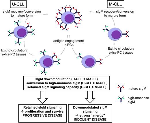Figure 3. A working model linking differential responses to sIgM engagement to clinical behavior. sIgM expression is strongly down-modulated in M-CLL, associated with a tendency for loss of signaling capacity. In U-CLL, sIgM down-modulation is less dramatic and there is a tendency to retain signaling capacity. “Conversion” of the remaining sIgM to a signal-competent, high-mannose, form of sIgM, most strongly in U-CLL, is a second indicator of antigen engagement. Both subsets of CLL have features of anergic cells, but there is a tendency for retained sIgM signaling in U-CLL, which, in the context of appropriate microenvironment signals, leads to enhanced survival and proliferation, and disease progression. In M-CLL, sIgM responses are strongly down-modulated, leading to indolent disease. sIgD expression does not appear to be down-modulated in response to antigen engagement. Thus, antigen engagement, potentially repetitive, leads to differences in sIgM responses in U-CLL and M-CLL, linked to clinical behavior. Adapted from Packham and Stevenson33 with permission. PC indicates proliferation center.