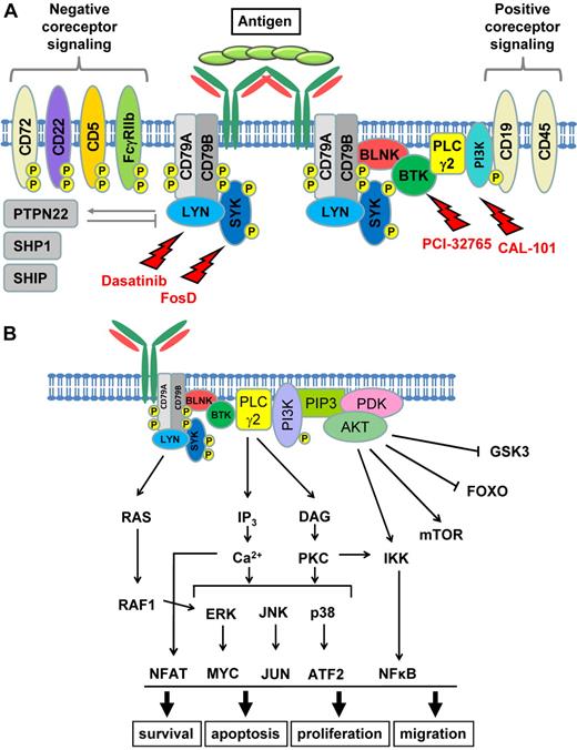 Figure 4. B-cell receptor signaling in CLL and targeted inhibition. The diagram shows the major signaling pathways activated after BCR activation. (A) The signalosome is composed of LYN, SYK, BLNK, BTK, PLC-γ2, and PI3K. Chemical inhibition of LYN, SYK, BTK, and PI3K by dasatinib, fostamatinib disodium (FosD), PCI-32765, or CAL-101, respectively, blocks BCR signaling in CLL cells in vitro. The BCR signal can be further enhanced or inhibited by positive and negative coreceptor signaling to control the duration and intensity of the signal. (B) Principal downstream signaling pathways linking the BCR to biologic responses.