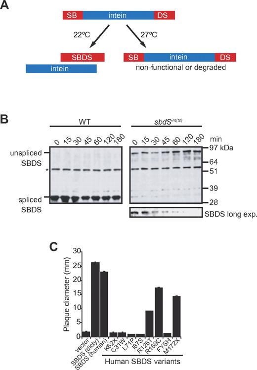 Figure 1. Human and Dictyostelium SBDS are functional orthologs. (A) Schematic representation of the temperature-dependent intein splicing system to conditionally inactivate the Dictyostelium SBDS protein. (B) Temperature-dependent depletion of Dictyostelium SBDS protein in vivo. Spliced and unspliced SBDS proteins were detected by immunoblotting of wild type (WT) and sbdSint(ts) cell extracts at the nonpermissive temperature (27°C). *Indicates nonspecific band used as loading control. (C) Plaque assays of sbdSint(ts) cells transfected with empty vector control (pDM317) or plasmids expressing Dictyostelium SBDS or the indicated human SBDS-myc variants. Mean size of 10 plaques ± SEM at 7 days at 22°C is presented.