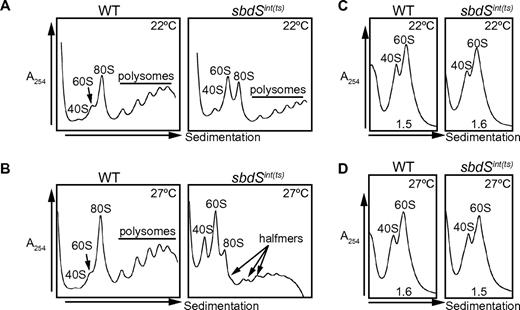 Figure 2. SBDS is required for ribosomal subunit joining in Dictyostelium. (A-B) Subunit joining defect in SBDS-depleted (sbdSint(ts)) cells. Polysome profiles of extracts from sbdSint(ts) compared with wild type cells cultured at (A) the permissive (22°C) or (B) the restrictive (27°C) temperature. Arrows indicate halfmer polysomes. (C-D) SBDS depletion does not alter the ratio of 60S to 40S subunits. Ribosome profiles of extracts from sbdSint(ts) compared with wild type cells cultured at (C) 22°C and (D) 27°C. The 60S:40S subunit ratios are indicated.