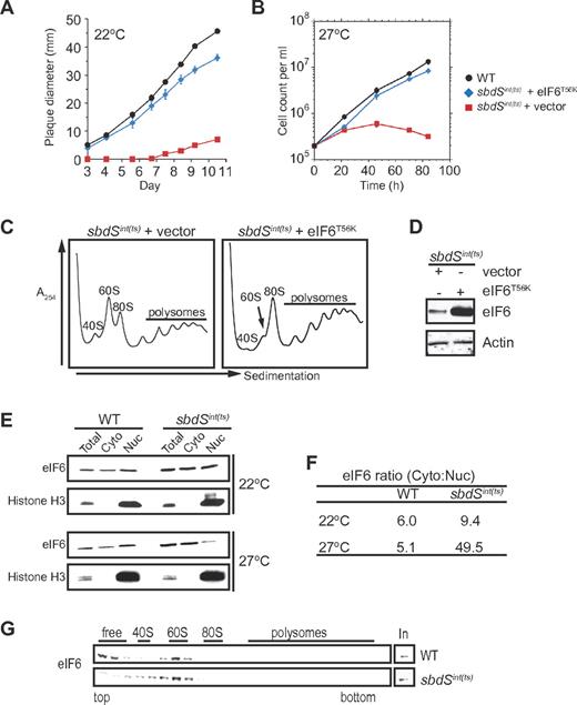Figure 3. Gain-of-function eIF6 mutant bypasses the requirement for SBDS in Dictyostelium. (A-B) eIF6T56K suppressor rescues the growth defect of SBDS-depleted cells. Growth of sbdSint(ts) cells transformed with empty vector control (red squares) or a plasmid expressing eIF6T56K (blue diamonds) compared with wild-type (black circles; A) on bacterial lawns at 22°C, where values represent the mean diameter ± SD of 10 plaques from 1 of 3 representative experiments or (B) in axenic medium at 27°C, where values represent mean ± SD of 3 experiments. (C) Comparison of polysome profiles from sbdSint(ts) cells transformed with empty vector control (pDXA-3C) or a plasmid expressing eIF6T56K (pDXA-eIF6T56K). (D) Expression of eIF6T56K suppressor protein or actin control in sbdSint(ts) cells, visualized by immunoblotting of cell extracts. (E) SBDS is required for nuclear recycling of eIF6. Subcellular fractionation of wild-type compared with sbdSint(ts) cells grown at 22°C or 27°C for 12 hours was performed and the indicated proteins visualized by immunoblotting. Histone H3, nuclear marker. Extracts from “total” and “cytoplasmic” fractions represent 2 × 105 cells; nuclear fraction, 2 × 106 cells. (F) Quantification of eIF6 redistribution in SBDS-depleted cells. Ratios were calculated by densitometry. Cyto indicates cytoplasmic; and Nuc, nuclear. (G) eIF6 cosediments with 60S subunits in SBDS-depleted cells. Extracts from wild type control and sbdSint(ts) cells were fractionated by sucrose gradient sedimentation in high-salt (0.5M KCl) buffer and immunoblotted to detect eIF6. The sedimentation positions of 40S, 60S, and 80S ribosomes are indicated. Input (In) represents 1% of loaded lyzate.