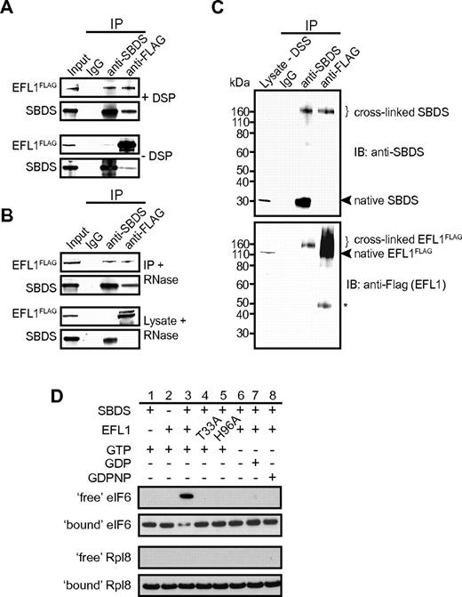 Figure 4. SBDS interacts directly with the GTPase EFL1 to jointly trigger eIF6 eviction. (A) In vivo interaction between endogenous SBDS and EFL1FLAG. Lyzates from eflAFLAG cells treated with DSP (+) or vehicle (DMSO) alone (-DSP) were immunoprecipitated with isotype control (IgG), anti-SBDS or anti-FLAG antibodies and the indicated proteins visualized by immunoblotting. Input represents 5% material used for immunoprecipitations. (B) In vivo interaction between endogenous SBDS and EFL1FLAG is RNA-dependent. Lyzates were immunoprecipitated as in panel A after treatment with ribonuclease (RNase) before (bottom) or after (top) incubation with DSP. (C) Direct interaction between SBDS and EFL1FLAG in vivo. Lyzates from eflAFLAG cells treated with the crosslinker DSS were immunoprecipitated as in panel A. Native (arrowheads) and crosslinked (brackets) SBDS and EFL1FLAG were visualized by immunoblotting (IB). Cell lysate untreated with DSS (1% of input) was loaded as a control (left). *Indicates mouse IgG heavy chain. (D) Human SBDS and EFL1 jointly catalyze eIF6 release. The indicated combinations of recombinant human SBDS and EFL1 (wild-type or the catalytically inactive mutants EFL1T33A and EFL1H96A) were incubated with pre-60S subunits purified from sbdSint(ts) cells in the presence of GTP, GDP or the nonhydrolysable analog GDPNP. “Free” and “bound” fractions from sucrose cushions were immunoblotted to detect eIF6 and Rpl8.