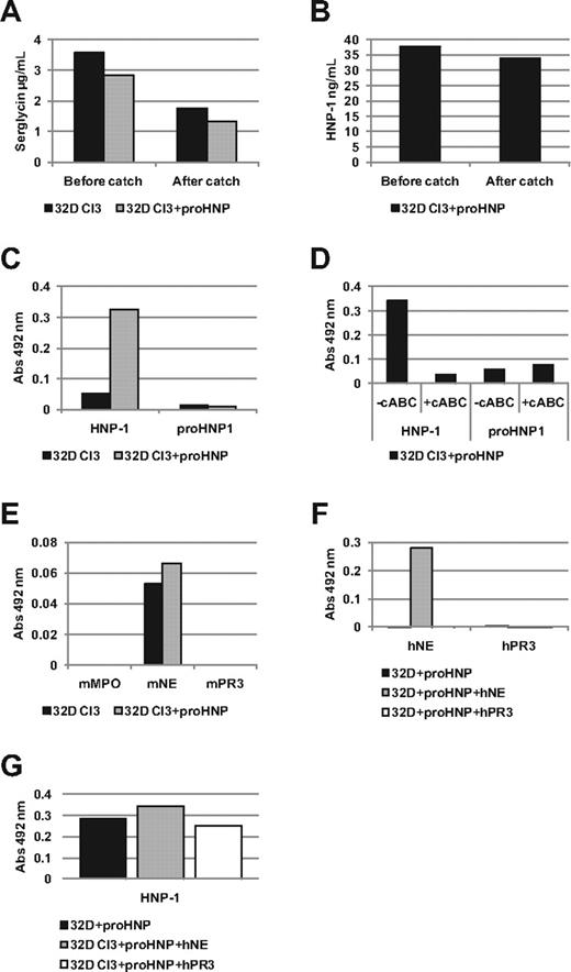 Figure 1. Association of serglycin with fully processed HNP. Immunoplates were incubated with affinity purified Ab. Plates were washed, blocked, and incubated with wild-type or transfected 32D Cl3 cell lysates. (A-B) To assess the amount of serglycin and HNP-1 bound by the anti-serglycin Ab in the mixed ELISA, serglycin and HNP-1 was measured by sandwich ELISA in lysates of 32D Cl3 cells and 32D Cl3 cells stably transfected with proHNP (32D Cl3+proHNP) before and after catching with anti-serglycin Ab. (C-G) Lysates of 32D Cl3 cells were subjected to a mixed ELISA. Serglycin was captured with affinity purified anti-serglycin Ab. Association of a protein with serglycin was probed with a goat or biotinylated rabbit Ab. After incubation with HRP-conjugated rabbit anti–goat Ab or HRP-conjugated avidin, a color reaction was developed using OPD tablets. Color reaction was measured at an absorbance (Abs) of 492 nm and background reactivity subtracted (absorbance in wells with lysis buffer without cells). Absorbance points to an association of a protein with serglycin. (C) Mixed ELISA on lysates of 32D Cl3 cells and 32D Cl3+proHNP using a biotinylated Ab against proHNP, which does not recognize fully processed HNP-1, and a biotinylated Ab against mature HNPs which recognizes fully processed HNP-1. (D) Previous ELISA was repeated, but with cABC treatment as an extra step after incubation with cell lysates. Note that cABC treatment abolished reactivity for the cationic HNP-1 indicating that reactivity is dependent on serglycin's anionic chondroitin sulfate sidechains. (E) Other potential binding candidates of serglycin were tested on a mixed ELISA on lysates of 32D Cl3 cells and 32D Cl3+proHNP using Abs against murine myeloperoxidase (MPO), neutrophil elastase (mNE), and proteinase 3 (mPR3). (F) 32D Cl3+proHNP cells were further transfected with human neutrophil elastase (hNE) or proteinase 3 (hPR3) to test whether signal could be enhanced by greater expression. Probing was done with Abs raised against hNE or hPR3. (G) Serglycin HNP-1 association was probed by mixed ELISA in 32D Cl3 cells transfected with HNP-1 and hNE or hPR3 to test whether high expression of hNE could displace HNP-1.