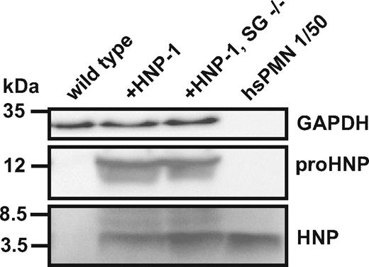 Figure 3. Quantification of HNP and proHNP in HNP-1 mice with or without serglycin. Western blotting of neutrophils isolated by density separation of murine BM cells from wild type mice, HNP-1 mice (+HNP-1), and HNP-1 mice deficient in serglycin (+HNP-1, SG−/−) compared with human polymorphonuclear neutrophils (hsPMN) diluted to a concentration 1/50 of the murine BM cells. Detection was done with Abs against HNP, proHNP, and GAPDH.