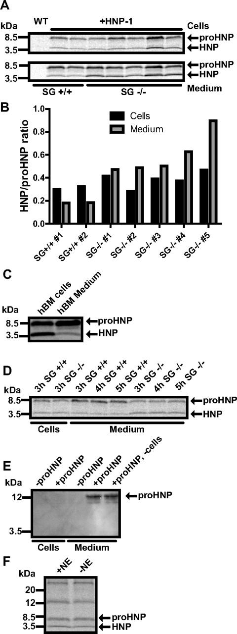 Figure 5. Biosynthesis of proHNP and HNP in HNP-1 mice deficient in serglycin or elastase. (A,C,D,F) BM cells were pulsed with 35S-methionine/cysteine for 1 hour and chased for 3 hours. Cell lysates and medium were immunoprecipitated with Abs against proHNP and HNP. Immunoprecipitates were pooled and analyzed by 16% SDS-Tricine-PAGE and fluorography. (A) proHNP and HNP in BM cells (top lane) and chase medium (bottom lane) of wild-type, HNP-1 mice, and HNP-1 mice deficient in serglycin (SG). (B) Ratio of fully processed HNP compared with proHNP in cells and chase medium. (C) proHNP and HNP in normal human BM. (D) proHNP and HNP-1 in HNP-1 mice and HNP-1 mice deficient in SG. After a 3-hour chase, cells were pelleted and medium split in 3 conditions. Two conditions were incubated at 37°C for another 1 or 2 hours, respectively. (E) BM cells were extracted from 2 SG−/− mice and pooled in chase medium. Cells were split in 2 conditions and purified proHNP was added to one condition and to medium without cells. After 3-hour incubation, cells were pelleted and lysed. Cells and medium were immunoprecipitated with Abs against proHNP and HNP. Precipitates were subjected to SDS-PAGE and immunoblotted for proHNP and HNP. (F) HNP-1 mice and HNP-1 mice deficient in neutrophil elastase (NE).