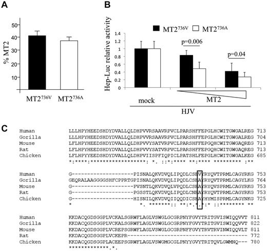 Figure 1. In vitro characterization of the function of MT2 variants and evolutionary conservation of the catalytic domain. (A) Quantification of membrane-bound MT2 (MT2) by binding assay. HeLa cells were transiently transfected with the TMPRSS6 cDNA encoding MT2736V, MT2736A, or the empty vector (mock) and analyzed for the percentage of MT2 on the cell surface.6 The amount of surface MT2 was calculated as the ratio between the absorbance of unpermeabilized and permeabilized cells. Error bars indicate SD. (B) Hepcidin promoter activity assay. Hep3B cells were transiently transfected with 0.25 μg of pGL2-basic reporter vector (Promega) containing the 2.9-kb fragment of the human hepcidin promoter23 in combination with pRL-TK Renilla luciferase vector (Promega) and HJV, as described previously.6 Increasing doses (from 0.002 to 0.01 μg/mL) of MT2736V- or MT2736A-expressing vectors were used. Relative luciferase activity was calculated as the ratio of firefly (reporter) to Renilla luciferase activity and is expressed as a multiple of the activity of cells transfected with the reporter alone. Experiments were performed in triplicate. The statistical significance is indicated above the bars. (C) Alignment of part of the serine protease domain of MT2 of different species by multiple sequence alignment ClustalW (EMBL-EBI) program. The sequence is highly conserved. The human 736 and the orthologous position in the other species are boxed.