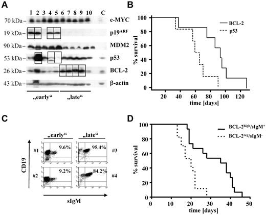Figure 1. Eμ-myc–induced lymphoma expressing high levels of BCL-2 evolve later than lymphomas with a disrupted p53 pathway. (A) Immunoblot of primary tumors found in a population of Eμ-myc mice (n = 23). Early and late indicate mice that survived shorter or longer than 75 days, respectively. Squares are highlighting protein alterations associated with respective second hit. Splenocytes from wild-type mice were used as control (lane C). (B) Kaplan-Meier plot of mice from before mentioned population subdivided into 2 groups on the basis of the observed second hit (PBCL-2 vs p53 = .0183; nBCL-2 = 7; np53 = 6). (C) All lymphomas (n = 23) were analyzed by FACS for the presence of surface IgM (sIgM). Dot blots show 2 representative tumors from each subpopulation (early lymphomas: #1 and #2; late lymphomas: #3 and #4). Numbers indicate percentages of sIgM+ B cells. (D) Kaplan-Meier plot of mice that received a transplant with primary tumor cells obtained from diseased Eμ-myc mice. (sIgM−, n = 17; sIgM+, n = 15). Mice receiving sIgM+ tumor cells show significant longer survival time than mice that received a transplant with cells negative for IgM surface expression (PsIgM− vs sIgM+ < .001).