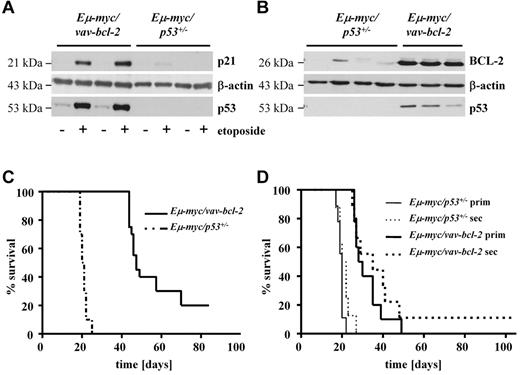 Figure 2. Predefining the second hit by crossing Eμ-myc/vav-bcl-2 and Eμ-myc/p53+/− mice confirms a correlation between disease latency and second hit. (A) Representative immunoblots of splenocytes from Eμ-myc/vav-bcl-2 and Eμ-myc/p53+/− mice (n = 2 each). The addition of etoposide is used as functional test of the DNA-damage pathway mediated by p53. After addition of etoposide, splenocytes from Eμ-myc/p53+/− mice did not show enhanced p21 levels, indicating genetic alterations leading to loss of functional p53. Further, we detected increased levels of p53 in splenocytes from Eμ-myc/vav-bcl-2 mice after etoposide treatment, whereas no p53 could be detected in splenocytes derived from Eμ-myc/p53+/− mice. (B) Representative immunoblots of splenocytes from Eμ-myc/p53+/− and Eμ-myc/vav-bcl-2 mice (n = 4 and n = 3, respectively). As expected splenocytes from Eμ-myc/vav-bcl-2 showed higher expression levels of BCL-2. Splenocytes from Eμ-myc/vav-bcl-2 mice displayed regular levels of p53, whereas splenocytes derived from Eμ-myc/p53+/− mice did not show any p53 protein. (C) Transplantation of splenocytes from Eμ-myc/vav-bcl-2 or Eμ-myc/p53+/− mice into C57BL/6 recipients. Mice receiving cells from Eμ-myc/vav-bcl-2 showed massively enhanced survival (Eμ-myc/53+/−, n = 16; Eμ-myc/vav-bcl-2 n = 19; PEμ-myc/p53+/− vs Eμ-myc/vav-bcl-2 < .001). (D) Survival analysis for serially transplanted Eμ-myc/p53+/− and Eμ-myc/vav-bcl-2 splenocytes. Cells from diseased primary mice that received a transplant were used for 1 subsequent transplantation. Serial transplantation did not result in altered survival time of the mice. (Eμ-myc/p53+/− prim, n = 10; Eμ-myc/vav-bcl-2 prim, n = 10; Eμ-myc/p53+/− sec, n = 8; Eμ-myc/vav-bcl-2 sec, n = 9; PEμ-myc/p53+/− prim vs Eμ-myc/p53+/− sec > .05; PEμ-myc/vav-bcl-2 prim vs Eμ-myc/vav-bcl-2 sec > .05.) Prim indicates primary transplantation; and sec, secondary transplantation.