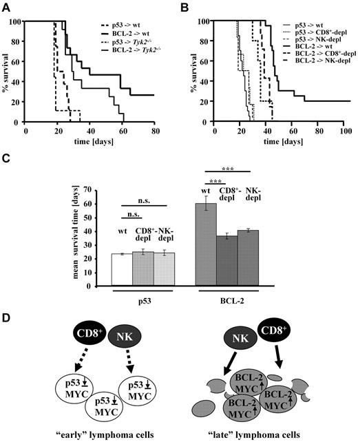 Figure 3. p53-deficient lymphomas escape immunosurveillance. (A) Transplantation of tumor cell lines with indicated second hit, obtained from Eμ-myc mice, in C57BL/6 and Tyk2−/− recipient mice. The TYK2-associated immune defect led to reduced survival time of the recipient mice irrespectively of the second hit found in transplanted tumor cells. (C57BL/6 − p53, n = 8; and Tyk2 − p53, n = 9; C57BL/6 − BCL-2, n = 15; and Tyk2 − BCL-2, n = 12). Only 2 combinations meet the criterion of statistical significance (C57BL/6 − BCL-2 vs Tyk2 − BCL-2; P = .042). (B) Transplantation of Eμ-myc/vav-bcl-2 or Eμ-myc/p53+/− splenocytes into C57BL/6, CD8+, or NK cell–depleted recipient mice. Immune cell depletion does not alter the survival time of mice receiving splenocytes from Eμ-myc/p53+/− mice. In contrast NK-cell depletion as well as CD8+-cell depletion reduces the survival of recipient mice significantly (wt < BCL-2 vs CD8+ < BCL-2, P < .001; wt < BCL-2 vs NK < BCL-2, P < .001). Depl indicates depleted. (C) Mean survival of mice (C57BL/6 wt, CD8+-cell or NK-cell depleted) that received a transplant with Eμ-myc/vav-bcl-2 or Eμ-myc/p53+/− splenocytes. This figure is for better illustration of findings described in panel B. Asterisks indicate level of statistical significance (***P ≤ .001). (D) Schematic drawing of our working hypothesis. Tumor cells overexpressing BCL-2 are recognized or destroyed by the immune system more easily than the ones harboring defects in the p19-p53 signaling pathway.