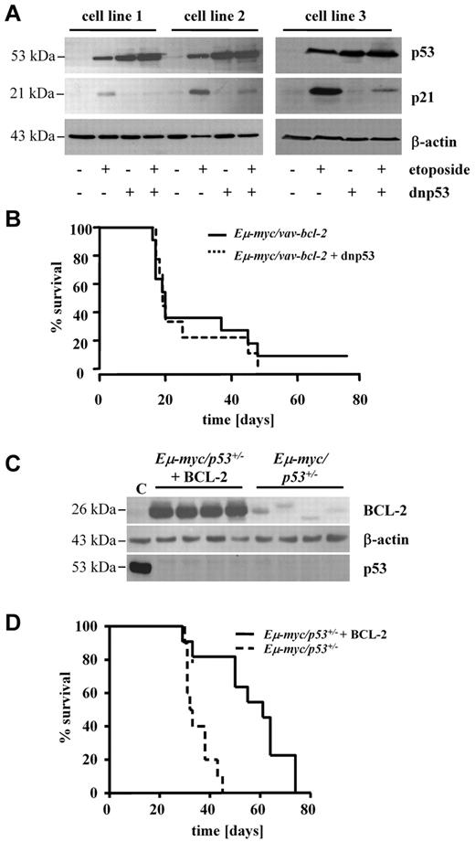 Figure 4. BCL-2 enhances disease latency irrespective of p53-dependent signaling. (A) Functional analysis of 3 cell lines obtained from Eμ-myc/vav-bcl-2 mice. Cell lines were infected with retrovirus expressing a dnp53. The expression in turn abrogates p21 up-regulation after the addition of etoposide to the cell culture medium for 24 hours. (B) Survival analysis of mice receiving cell lines from Eμ-myc/vav-bcl-2 mice with or without a dnp53. The expression of dnp53 does not alter the survival time (n = 10 mice of each cell type, 3 different cell lines of each genotype). (C) Expression of BCL-2 in cell lines obtained from Eμ-myc/p53+/− mice. Cell lines were infected with a retrovirus expressing BCL-2 and the empty vector (n = 4 each). The immunoblot shows the enhanced levels of BCL-2 in infected cell lines. p53 was not detected in any cell line derived from Eμ-myc/p53+/− mice. (C) The positive control for p53 derived from HEK 293 crude cell lysate. (D) Survival analysis of mice that received a transplant with Eμ-myc/p53+/− cell lines with or without overexpression of BCL-2. As depicted, overexpression of BCL-2 significantly increases the overall survival time (P = .0128; Eμ-myc/p53+/−, n = 10; Eμ-myc/p53+/− + BCL-2, n = 11).