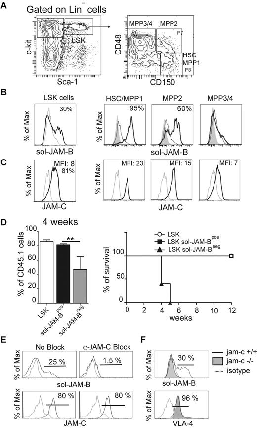 Figure 1. JAM-B interaction with HSC is JAM-C-dependent. (A) Representative flow cytometry profiles showing the gating strategy used to define the hematopoietic progenitor subset. LSK cells are defined as LinNegScaPosc-KitPos cells and are further divided into three distinct populations on the basis of CD48 and CD150 expression as indicated. The most immature progenitors containing LT-HSC and MPP1 are defined as CD150PosCD48Neg LSK cells. (B) Histograms showing the binding of recombinant soluble JAM-B (black line) compared with sol-JAM-C (dashed line) or unstained cells (filled gray). Percentages of cells binding to sol-JAM-B are indicated. (C) Histograms showing JAM-C expression (black line) compared with control staining (dashed line). A rabbit polyclonal antibody was used and compared with the staining obtained with pre-immune serum. Mean fluorescence intensities (MFI) are indicated. (D) Left panel: Percentage of chimerism observed in the blood of lethally irradiated mice 4 weeks after engraftment with the indicated hematopoietic subsets. One representative experiment of 3 is shown (n = 6 mice/group; **P < .01). Right panel: Survival curves of mice engrafted with the indicated cells are shown. The survival curves of mice engrafted with total LSK and LSK sol-JAM-BPos are overlayed. (E) Representative flow cytometry profiles showing the levels of sol-JAM-B binding or JAM-C expression on LSK cells in the absence or presence of blocking pAb. JAM-B binding to LSK is prevented by rabbit-anti JAM-C antibody. This experiment was realized on at least 6 independent mice. (F) Representative flow cytometry profiles showing JAM-B binding and VLA-4 expression on JAM-C deficient LSK cells. JAM-B binding and VLA-4 expression on LSK cells isolated from Jam-C deficient (filled gray) or control animals (plain line) are compared with control (dashed line). This experiment was realized on at least 4 independent Jam-C deficient mice and compared with control littermate mice.