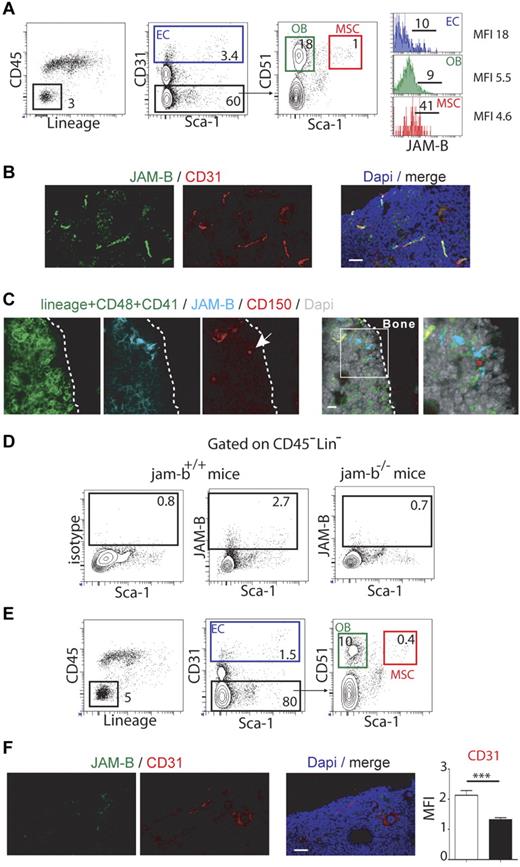 Figure 3. Bone marrow microenvironmental defects in jam-b deficient mice. (A) Representative flow cytometry profiles used to define the bone marrow stromal subsets are shown (EC indicates endothelial cell; OB, osteoblast; and MSC, mesenchymal stem cell). Histograms in the left panel show the expression profiles of JAM-B on the indicated subsets. Percentages are indicated on the gates. Bones from 6 mice were pooled and 1 representative experiment of 3 is shown. (B) Confocal images of 20-μm-thick femoral sections from control mice stained with the indicated markers are shown. High expression of JAM-B is found in close association with CD31 positive structures. (C) Confocal images showing a LinNegCD48Neg CD41NegCD150Pos cell (HSC, single red cell, arrow) in contact with JAM-BPos stromal structure (blue). (D) Representative flow cytometry profiles showing JAM-B and Sca-1 expression by bone marrow stromal cells defined as CD45NegLinNeg cells in wild-type littermate and jam-b deficient mice. (E) Representative flow cytometry profiles showing the bone marrow stromal composition of jam-b deficient mice. The percentages of ECs, OBs, and MSCs are shown. There is a 2-fold reduction in the proportions of ECs, OBs, and MSCs compared with control mice shown in panel A. Bones from 6 mice were pooled and one representative experiment is shown. Results from 2 additional independent experiments are provided in supplemental Figure 6. (F) Confocal images of 20-μm-thick femoral sections from jam-b deficient mice stained with the indicated markers are shown. No signal is observed for JAM-B and decreased signal for CD31 is found compared with wild type sections shown in panel B. The graph in the left panel show a quantification of the CD31 staining observed on 8 femoral sections of control littermate (white bar) and jam-b deficient mice (black bar).