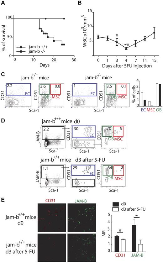 Figure 6. Dynamic changes in bone marrow JAM-B expressing stromal cells after 5-FU treatment. (A) The survival curves of jam-b deficient (square) and wild-type control mice (circle) that received 5FU (120 mg/kg) once a week are shown. The survival median for jam-b deficient mice is 18.5 days whereas all control mice were still alive 25 days after initiation of 5FU treatment Results are representative of at least 3 independent experiments, n = 6. (B) The graph represents the leukocyte count in the blood of control mice after a single injection of 5-FU. There is a strong decrease of circulating leukocytes between day 3 and 4 after 5-FU injection. (C) Representative flow cytometry profiles showing the bone marrow stromal composition of control and jam-b deficient mice 3 days after a single injection of 5-FU. The percentages of ECs, OBs, and MSCs are shown. (D) Representative flow cytometry profiles showing the different stromal subsets expressing JAM-B before or 3 days after 5-FU treatment of wild-type mice. A 2-fold decrease in the proportion of stromal cells expressing JAM-B is observed on 5-FU treatment (1.1% vs 2.2%) with a specific decrease in the proportion of MSCs (2% vs 9%). Bones of 6 mice of each group were pooled to obtain enough cells. (E) Confocal images of 20-μm-thick femoral sections obtained from control or 5-FU treated mice and stained with the indicated markers. Both JAM-B and CD31 signals are reduced after 5-FU treatment. The graph in the left panel show a quantification of CD31 and JAM-B staining observed on 8 femoral sections of control (black bars) and 5-FU treated mice (mice bar). Results are representative of at least 3 independent experiments with at least 5 mice per group.