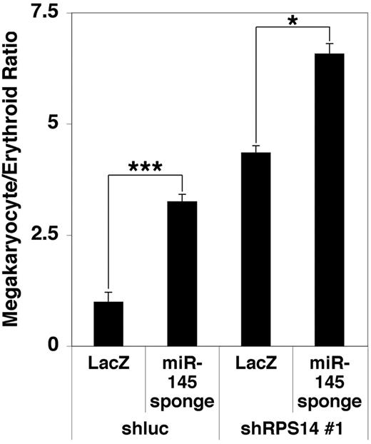 Figure 4. miR-145–mediated suppression of Fli-1 cooperates with RPS14 to suppress 5q− syndrome. Relative both to a lentivirus for an shRNA-targeting Renilla luciferase (shluc) and to a control lentivirus (LacZ) coinfected with an shRNA against RPS14 (shRPS14 #1), expression of a miRNA sponge targeting miR-145 promotes megakaryocytic relative to erythroid differentiation in CD34+ progenitors as assessed in Figure 1A. These experiments were performed in triplicate and replicated 3 times. *P < .05. ***P < .0005.