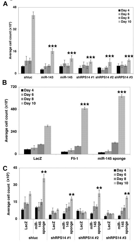 Figure 5. miR-145 loss provides a clonal advantage to hematopoietic progenitors. (A) CD34+ progenitors were infected with lentiviruses expressing a control shRNA (shluc), miR-143, miR-145, or 3 independent shRNAs targeting RPS14. Total cell number of CD34+ progenitors was assessed. Values are mean ± SEM (n = 3) with propagated error. P values are calculated via comparison with the shluc value for a given day. (B) CD34+ progenitors were infected with lentiviruses expressing a control cDNA (LacZ), Fli-1, or a sponge targeting miR-145, and total cell number was assessed as in panel A. P values are calculated via comparison with the LacZ value for a given day. (C) CD34+ progenitors were coinfected with (1) a control shRNA (shluc) or 3 independent shRNAs targeting RPS14 and (2) a control cDNA (LacZ) or the miR-145 sponge. Total cell number was assessed as in panel A. P values are calculated via comparison with the shRNA/LacZ value for a given day. **P < .005. ***P < .0005.