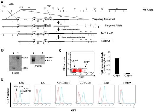 Figure 1. Generation of Tet2:nlacZ/nGFP knock-in mice and evaluation of the levels of GFP (Tet2) expression in different hematopoietic cell populations. (A) A nlacZ/nGFP-FRTNeoFRT cassette was introduced into 6bp upstream of Tet2 start codon (exon 3). (B) Southern blot of ES cell DNA digested with ScaI (S) and hybridized with a genomic fragment external to the 5′ arm displayed a wild-type (WT) band of 6.3 kb and a recombinant band of 4.0 kb, and ES cell DNA digested with EcoRI (E) and hybridized with a probe external to the 3′ arm displayed a WT band of 10.3 kb and a recombinant band of 8.9 kb. Square bars indicate exons. (C) BM cells from 6- to 8-week-old heterozygous Tet2:nGFP mice were separated into GFPhi and GFPlo/− cells and Tet2 expression levels were measured by quantitative real-time PCR. (D) GFP (Tet2) expression levels in various hematopoietic cell populations of BM cells from a representative 7-week-old heterozygous Tet2:GFP mice.