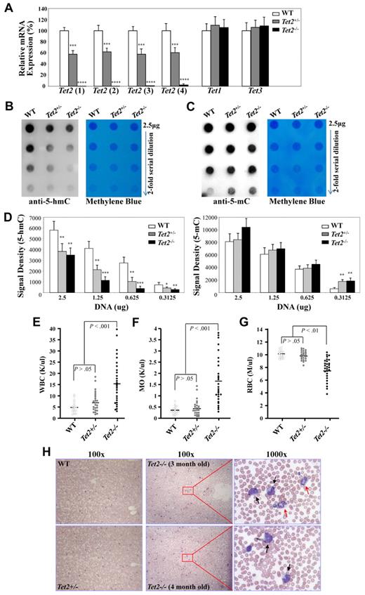 Figure 2. Analyses of Tet gene expression and 5-hmC levels in BM cells of WT, Tet2+/−, and Tet2−/− mice. (A) Analysis of the mRNA expression levels of each Tet genes in BM cells of 6- to 7-week-old WT (n = 4), Tet2+/− (n = 6) and Tet2−/− (n = 6) mice by quantitative real-time PCR. The relative mRNA expression of Tet2, Tet1, and Tet3 was determined using ß-actin as internal calibrator. The mRNA expression levels are reported as relative expression units to the respective Tet expression in WT mice. (B-D) Genomic DNA was extracted from BM cells of 6- to 7-week-old WT (n = 3), Tet2+/− (n = 4), and Tet2−/− (n = 4) mice and blotted onto nitrocellulose membrane after 2-fold serial dilution. 5-hmC (B) and 5-mC (C) levels were detected with an anti–5-hmC (ActiveMotif, #39791) or 5-mC (Calbiochem; NA#81) antibody. Methylene blue staining was performed to ensure equal spotting of total DNA on the membranes. Quantification of the signal density (D) was shown. *P < .05, **P < .01 ***P < .001, ****P < .0001 (E-H) Tet2−/− mice developed a phenotype resembling characteristics of CMML as early as 2-4 months of age. WT (n = 18), Tet2+/− (n = 24), and Tet2−/− (n = 28) mice were killed at 2-4 months of age and were analyzed for PB WBC (E), monocyte (MO, F), and RBC (G) counts. (H) Representative May-Giemsa stained PB smears prepared from WT, Tet2+/−, and Tet2−/− mice at 3-4 months of age. Black arrows indicate monocytes, and red arrows, indicate neutrophils.