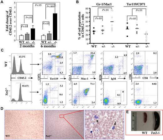 Figure 5. Deletion of Tet2 promoted the proliferative capacity of BM cells in vivo and Tet2 deletion induced-phenotype is cell-autonomous. Recipient mice receiving 1 × 106 BM cells each from B6SJL mice (CD45.1) and 6- to 7-week-old WT, Tet2+/− or Tet2−/−, mice (CD45.2) were killed 2 or 6 months after transplantation. (A) The ratio of CD45.2+ versus CD45.1+ BM cells in each recipient mice were examined at 2 or 6 months after transplantation (mean ± SD of 3-7 animals). (B-C) The lineage distribution within the CD45.2+ cells in the BM of the recipient mice 6 months after receiving WT, Tet2+/−, or Tet2−/− BM cells (B). Flow cytometric analysis of representative recipient mice 6 months after receiving WT or Tet2−/− BM cells (C). Histogram shows the percentage of CD45.2+ cells in the BM. (D-E) blood smear (May-Giemsa staining, D) and spleen weight/size (E) of representative mice receiving WT or Tet2−/− (arrows indicate monocytes). BM cells are shown.
