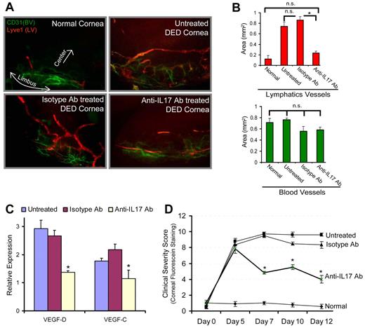 Figure 2. In vivo blockade of IL-17 inhibits inflammatory lymphangiogenesis in Th17-dominant autoimmune DED. DED was induced in wild-type C57BL6 mice by exposing them continuously to a dry air-controlled environment,2 which induces an autoimmune ocular surface disease.4 After 4 days of disease induction, mice were randomized into 3 groups receiving topically anti–IL-17 antibody, control isotype antibody, or left untreated. Progression of clinical disease was monitored by corneal fluorescein staining,18 a readout for clinical signs of dry eye inflammation, from day 0 to day 12, at which time corneas were harvested for immunohistochemical and real-time PCR analyses. (A) Corneas were immunostained with CD31 (green) and Lyve1 (red) antibodies. Digital micrographs using epifluorescence microscopy were captured and ImageJ software was used to (B) quantify the growth of blood (CD31hiLyve1−) and lymphatic (CD31loLyve1+) vessels. (C) Real-time PCR analysis was performed to measure the expression levels of lymphangiogenic-specific VEGF-D and VEGF-C in untreated, isotype Ab-treated, and anti–IL-17 Ab-treated DED corneas. Expression levels of VEGF-D and VEGF-C were normalized to GAPDH levels as an internal control and then with their levels in normal corneas. (D) Corneal fluorescein staining scores showing severity of clinical disease in untreated, isotype, and anti–IL-17 Ab-treated groups. Each group consists of 6 mice. Data are mean ± SEM. *P < .05, by Student t test. n.s. indicates not significant.