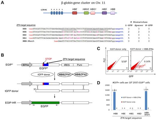 Figure 1. Activities and specificities of HBB-ZFNs that stimulate gene targeting in a GFP reporter assay. (A) The putatitive recognition sequence of HBB-ZFNs in the HBB gene (5′ to 3′, starting from the first codon). The left (12-bp) and left (19-bp) ZFN sites are underlined. The homologous sequences from other β-locus genes (HBE, HBD, and HBG1/2) and their differences from the HBB gene in L-ZFN, R-ZFN, and spacer regions (no. of mismatches) also are shown. Each was inserted into the GFP reporter as ZFN target sequence to test the specificity of HBB-ZFNs. All the inserts start with a STOP codon (red, taa) and end with a HindIII site (blue, aagctt). A short version of the HBB target sequence (called HBB-Short) also was tested. (B) Schematic of the GFP* reporter rescue assay. An EGIP* mutant was created by inserting a ZFN target sequence including a STOP codon and HindIII site into the GFP gene. Only after gene targeting with a tGFP donor (with or without ZFNs), the EGIP* will be corrected to restore wild-type GFP expression. (C) Flow cytometric analysis of GFP correction after HR in 293T cells stably transfected with EGIP*-HBB reporter. Two days after transient transfection of tGFP donor alone or with HBB-ZFNs, numbers of GFP+ cells were measured by dot plot of 1 million collected cell events. (C) Gene correction efficiency of EGIP* mutants with HBB, HBE, HBD, HBG, or HBB-Short ZFN target sequence using the tGFP donor, with or without HBB-ZFNs. Numbers of GFP+ cells per 106 293T-EGIP* cells are plotted as mean ± SEM, n = 3.