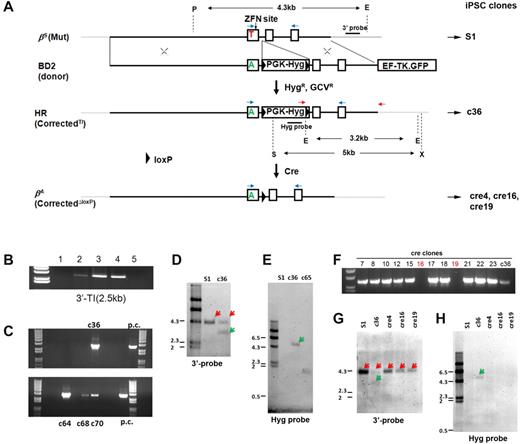 Figure 2. Site-specific gene correction of the βs mutation in the HBB gene. (A) A scheme of stepwise gene correction of 1 mutant βs allele (shown as 3 exons, 2 introns, and flanking sequences), first by HR-mediated gene targeting and followed by Cre-mediated excision. The gene-targeting donor BD2 vector with 2 homology arms (5.9-kb left arm and 2-kb right arm indicated by X) introduces an HR template for T-to-A replacement in the βs allele and a loxP-flanked drug-selection cassette PGK-Hyg to be inserted into the HBB intron 1. The flanking counter-selection HSV-TK gene (in the form of a TK.GFP fusion) driven by the EF1α promoter (outside the right HR homology arm) is used to reduce the frequency of Hyg resistant clones because of BD2 vector random integration that also allows HSV-TK expression. For validated HR clones, Cre-mediated excision removes only the PGK-Hyg selection gene cassette and leaves 1 copy of the loxP DNA in the middle of HBB intron 1 of the corrected allele, generating “cre” clones with 1 corrected allele βA (CorrectedΔloxP). We used 2 PCR primers (red arrows) for initial screening of TI indicative of correct HR. (B) The initial results of gene targeting in 293T cells that were transfected with the 1-μg BD2 donor alone (lane 1) or with HBB-ZFNs at increasing amounts (0.25 μg in lane 2, 1 μg in lane 3, and 2 μg in lane 4). The 3′-TI event (2.5-kb PCR product) was detected when ZFNs were present. Untransfected 293T cells in lane 5 are negative. (C) Similar results of in selected clones after gene targeting in S1 iPSCs and Hyg and GVC selection. Four clones (c36, c64, c68, and c70) showed a positive PCR product. Positive control (p.c.) was DNA from targeted 293T cells (lane 3) in panel B. (D) Southern blot analysis surrounding the HBB locus in the parental S1 and selected targeted iPSC clones. A 3′-probe downstream of 3′-homology arm (top line) is used with genomic DNA digestion by PmeI (P) and EcoRV (E) enzymes to confirm the presence of targeted allele (with EcoRV site inside TI) shown as a green arrow, and the original HBB allele in a red arrow. (E) A Hyg probe is used with genomic DNA digestion by XbaI (X) and SpeI (S) enzymes to confirm the targeted allele (with Hyg insertion, green arrow) or to identify random integration events such as event in clone 65. (F) PCR screening for clones with successful Cre excision, using the 2 primers shown in red. The absence of the Hyg-containing DNA in clones such as cre16 and cre19 indicates the excision of the PGK-Hyg cassette. (G-H) Southern blot analyses of iPSC clones before and after Cre excision. (G) Results with the 3′-probe after P and E digestion as shown in panel D. Red arrows indicated 4.3-kb fragments from βs allele in S1 and c36 iPSC clones and βA allele in cre clones (4, 16, and 19). (H) Southern blots with Hyg probe after X and S digestion as shown in panel E. The S1 and 3 cre clones are free of the Hyg gene, which was found in c36 clone as expected (green arrow).