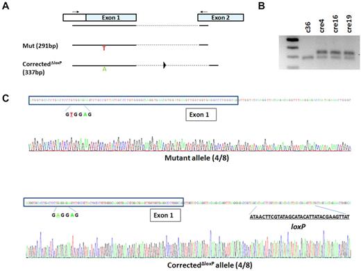 Figure 3. Genomic DNA PCR and sequencing confirm precise monoallelic gene correction and Cre-LoxP excision. (A) Schematic of genomic DNA PCR using primers in 5′-untranslated region of exon 1 and exon 2 of HBB. With a short 72°C extension step (15 seconds), only the mutant allele (291 bp) and the corrected allele after excision (337 bp) can be amplified. (B) DNA gel shows 1 band for the c36 clone representing the mutant allele that can be amplified by the PCR protocol, and 2 bands from every cre clone representing both mutant allele and corrected allele after excision. (C) The mixed PCR products from cre4 iPSCs (after gene correction and Cre-LoxP excision) were cloned into a TOPO vector, and individual clones were sequenced. Among 8 sequenced clones, 4 clones (50%) were shown to contain a mutant allele (top panel), and 4 clones (50%) bore the corrected allele with a remnant loxP site after excision (bottom panel).