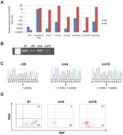 Figure 6. HBB and HBG transcription and translation analyses. (A) HBB and HBG1/2 gene expression (normalized to a house-keeping gene GAPDH) in undifferentiated iPSCs (S1) and differentiated progenies (EB and EryB) of S1, cre4, or cre16 was measured by quantitative RT-PCR (data represent mean ± SEM, n = 3). After the erythroid differentiation from iPSCs, the HBB transcript level increased 10- to 100-fold, although it is still 100- to 1000-fold lower compared with the level in CB-MNCs. (B) Conventional RT-PCR that readily amplifies HBB cDNA in erythroblasts derived from various SCD iPSC clones before (S1) or after gene targeting (c36) and Cre-mediated excision (cre4 and cre16), by 2 primers located at exon 1 and 3 (left illustration). (C) Although sizes of RT-PCR products of the unmodified or corrected alleles are the same, DNA sequencing of the RT-PCR product showed uniform transcript in c36-EryB and mixed transcripts in cre4-EryB and cre16-EryB (bottom chromatographs). Cloning each transcripts into TOPO vector and sequencing at clonal levels will distinguish expression from corrected versus uncorrected alleles. Sequencing of 40 to 60 individual cloned DNA molecules of RT-PCR products from each differentiated iPSC line revealed that the absence of corrected HBB transcript (T, 100% or 40/40 cloned and sequenced) in c36-derived erythroblasts, but in the erythroblasts derived from cre4 and 16 after Cre-mediated excision of the PGK-Hyg gene cassette, expression of the corrected (A) allele was detected. In cre4, both corrected (A, 28% or 17/60) and the unmodified (and mutated T) HBB alleles (72% or 43/60) were expressed. A similar result was obtained in cre16 iPSCs: 12/60 (20%) and 48/60 (80%) of the cloned and sequenced transcripts are from the corrected (A) and the uncorrected (T) alleles, respectively. (D) S1-EryB, cre4-EryB, and cre16-EryB expressed abundant fetal-type hemoglobin HbF, but no detectable adult-type hemoglobin HbA measured by flow cytometry using specific antibodies.