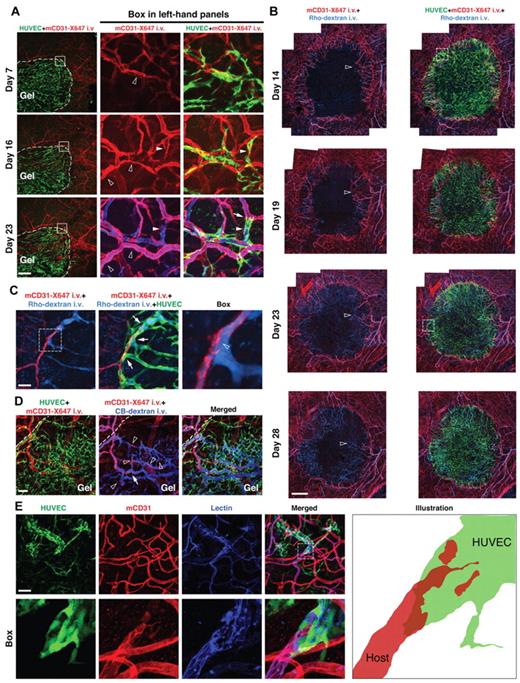 Figure 1. WAT anastomosis between implanted HUVECs and host (mouse) vasculature in cranial windows and dorsal skinfold chambers. (A) In cranial windows, HUVECs (green, GFP transduction) first wrap around host vessels (red, Alexa647-conjugated mouse-specific CD31, which is denoted mCD31-X647, injected intravenously), which have invaded the implant through angiogenesis, and eventually replace them to tap into the blood flow. Perfused vessels were visualized by intravenous injection of cascade blue-conjugated dextran (denoted CB-dextran, blue) on day 23. White dashed curves indicate the edge of the engrafted gel. Empty arrowheads in the central panels indicate a host vessel within the implant. Filled arrowheads in the central and right-hand panels indicate a host segment wrapped and then completely replaced by HUVECs. The arrow indicates a HUVEC-host junction. Intravital confocal images; 4×/0.13 NA air objective (left column) and 20×/0.4 NA air objective at 2.0× digital zoom (middle and right columns); scale bar represents 500 μm. (B) Overview of host-implant vascular anastomosis in dorsal skinfold chambers. HUVECs are green (GFP transduction), host vessels are red (mCD31-X647 injected intravenously), and blood perfusion is shown by intravenous injection of rhodamine-conjugated dextran (denoted Rho-dextran, light blue). Empty arrowheads track a typical example of WAT anastomosis: significant host vessel angiogenesis and extensive HUVEC wrapping are evident at day 14; more host vessels grow into the implant and wrapping continues at day 19; at day 23, there is obvious host vessel degradation and extensive HUVEC network perfusion; at day 28, host vessel degradation continues and perfusion propagates deeper into the bulk of the implant. Details of the areas within the white boxes in “Day 14” and “Day 23” images are shown in supplemental Figure 2C and Figure 1C, respectively. Intravital confocal images; 10×/0.3 NA air objective (each presented image is a montage of 16 captured images); scale bar represents 500 μm. (C) Detail of the area within the white box in “Day 23” image of panel B. Wrapping HUVECs (green, GFP transduction) “tap” a host vessel (red, mCD31-X647 injected intravenously) for blood flow (light blue, Rho-dextran injected intravenously). Arrows indicate where “tapping” is taking place. The right-hand panel shows the detail within the white box in the left-hand panel. Empty arrowhead points to where HUVECs have opened the host vessel wall to divert the blood flow. Intravital confocal images; 20×/0.4 NA air objective at 2.5× (left and middle columns) and 9.0× digital zoom (right column); scale bar represents 40 μm. (D) Regressing host vessel segments (red, mCD31-X647 injected intravenously; empty arrowheads) inside developing HUVEC vessels (green, GFP transduction) in a 30-day-old implant. Perfused vessels (blue) are visualized by intravenous injection of CB-dextran. Arrow indicates a HUVEC-host junction. Intravital confocal images; 10×/0.3 NA air objective at 1.5× digital zoom; scale bar represents 100 μm. (E) Detail of a HUVEC-host junction at day 48 showing that the HUVEC segment encapsulates the end of the remaining host vessel. Vessel perfusion is marked by biotin staining (blue) of lectin injected intravenously before tissue fixation. “Box” shows the detail of the area within the white box in the “Merged” panel. “Illustration” shows the microanatomy of the junction. Whole-mount IHC stain; 20×/0.95 NA water objective (row 1) and 60×/1.1 NA objective at 2.0× digital zoom (row 2); scale bar represents 100 μm.