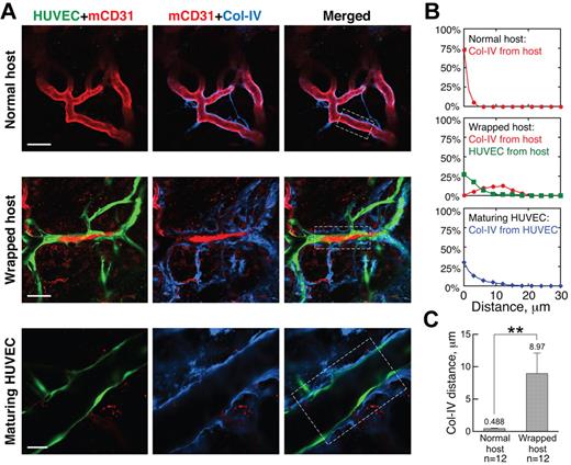 Figure 3. Wrapping HUVECs reorganize BM of host vessels. (A) BM (blue, collagen IV staining) morphology is normal around unwrapped host vessels (row 1). On wrapping by HUVECs, the collagen IV is more distant from the host ECs, lying outside the HUVEC layer (row 2). In maturing HUVEC segments, the collagen IV pattern appears more normal (row 3). Whole-mount IHC stain; 20×/0.95NA water objective at 3.0× (row 1), 2.0× (row 2), and 4.0× (row 3) digital zoom; scale bar represents 40 μm, 60 μm, and 25 μm for rows 1, 2, and 3, respectively. (B) Typical spatial distributions of collagen IV relative to the host vessels (red line), HUVECs relative to host vessels (green line), and collagen IV relative to HUVEC vessels (blue line) for the areas within the white boxes in the “Merged” panels in panel A. (C) Quantification showing that the collagen IV is closer to normal host vessels than those that are wrapped. **P < .0001.