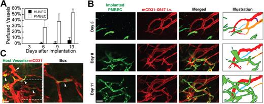 Figure 5. WAT anastomosis with syngeneic EC networks. (A) The perfused fraction of engrafted vessels was assessed at days 3, 6, 9, and 13 after implantation. PMBECs anastomosed with the host vasculature much more rapidly and efficiently than HUVECs. Three to 5 images (1280 μm × 1280 μm) from each of 3 animals were analyzed for each group at each time point. (B) Dynamics at the interface of engrafted and host networks. PMBECs from Tie2-GFP/Rag1−/− mice (green) migrate to and wrap around host vessels (red, mCD31-X647 injected intravenously) of a Rag1−/− mouse. Note that because perfused host vessels, perfused PMBEC vessels, and wrapping PMBECs are all labeled with the injected mCD31-X647 antibody, the replacement of host vessels by implanted PMBECs can only be identified when a vessel that was previously red (ie, unwrapped and perfused host vessel) has become yellow (PMBECs with or without regressing host vessel segments inside). The illustration in the right-hand column shows the major segments involved and indicates the locations of attachment to nearby networks consisting only of implanted PMBECs (green arrows) or host ECs (red arrows). This column also shows the fate of various segments in the tracked host vascular network. Once the orange section has been wrapped by the engrafted PMBECs, the adjacent purple segment regresses and the blue segment dilates. By day 11, there is extensive fluid communication between the implanted and host networks because of WAT anastomosis in this region. Intravital confocal images; 20×/0.4 NA air objective at 2.0× digital zoom; scale bar represents 50 μm. (C) Ten-day-old implant showing remnants of host vessels from the Tie2-GFP/Rag1−/− mouse (green, filled arrowheads) within vessels formed from implanted PMBECs collected from Rag1−/− mice (red, mCD31 staining). Note that mCD31 stains both the host and the implanted ECs. “Box” shows the area within the white box, but with fewer z-slices included in the projection to eliminate some of the overlying and underlying vessels. Whole-mount IHC stain; 60×/1.1 NA oil objective; scale bar represents 30 μm.