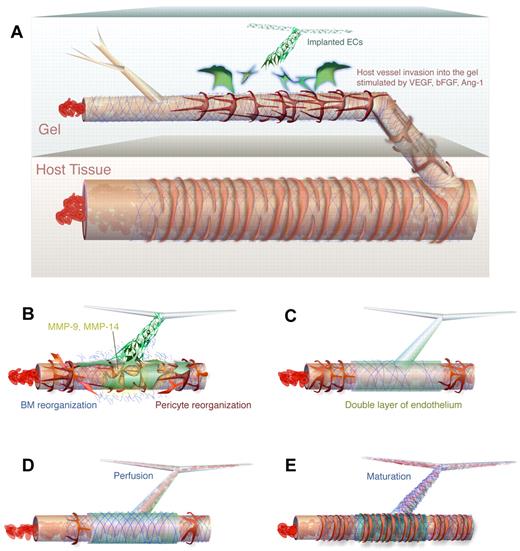 Figure 6. Mechanism of WAT anastomosis. (A) Nonincorporated ECs (green) organize in the implanted gel to form an unperfused network in the vicinity of a perfused host vessel that has grown into the gel. The host vessel consists of host ECs (brown), BM (blue), and pericytes (red) and contains flowing blood. (B) Engrafted ECs associated with the nascent network wrap around the existing host vessel segment and produce MMPs (yellow), which cause reorganization of the existing BM and pericytes. (C) The engrafted ECs lie on top of the host segment to form a bilayer. At this stage, there is not yet perfusion of the nascent vascular network. Note that the wrapping coverage is generally not as complete as depicted. (D) On degradation of a portion of the underlying host endothelium, blood is allowed to flow into the nascent vascular network. (E) The engrafted ECs are fully incorporated, forming junctions with the host ECs. The segment has matured, achieving normal BM and pericyte fortification.
