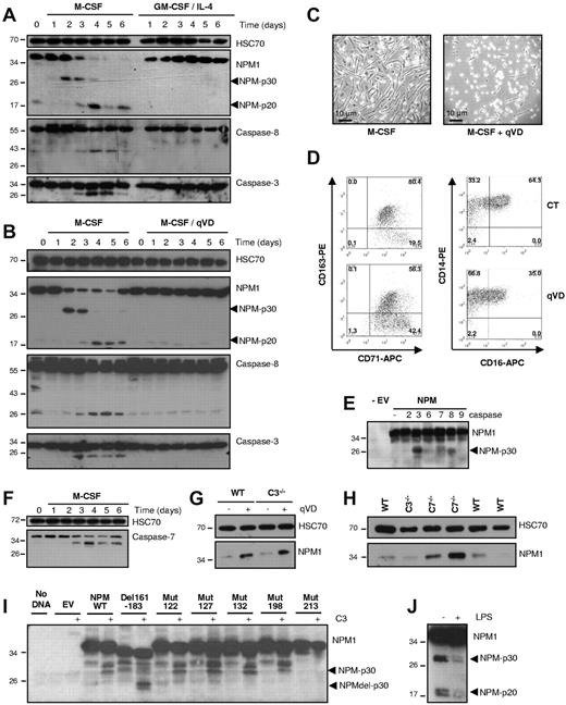 Figure 1. Nucleophosmin cleavage by caspases in M-CSF–treated monocytes. Human peripheral blood monocytes from healthy donors were cultured with M-CSF (100 ng/mL) or GM-CSF (100 ng/mL) and IL-4 (10 ng/mL). (A) Immunoblot analysis of caspase-8, caspase-3, and NPM1 in cells exposed for indicated times to cytokines. HSC70 was used as loading control. (B) Immunoblot analysis of caspase-8, caspase-3, and NPM1 in monocytes exposed for indicated times to M-CSF in the absence or presence of 50μM qVD-OPH. HSC70 was used as loading control. (C) Phase contrast examination of monocytes exposed for 4 days to M-CSF in the absence or presence of qVD. (D) Flow cytometric analysis of indicated markers at the surface of monocytes exposed for 4 days to M-CSF in the absence or presence of qVD. Each panel is representative of at least 4 independent experiments. (E) NPM1 was produced in reticulocyte lysates and incubated for 8 hours with indicated recombinant active caspases. EV indicates empty vector, and −, controls (no DNA). (F) Immunoblot analysis of caspase-7 in monocytes exposed for indicated times to M-CSF. (G) Immunoblot analysis of NPM1 in caspase-3−/− (C3−/−) and wild-type (WT) monocytes exposed for 4 days to M-CSF in the absence or presence of 50μM qVD-OPH. (H) Immunoblot analysis of NPM1 in C3−/−, C7−/−, and wild-type (WT) monocytes exposed for 4 days to M-CSF (3 independent WT and 2 independent C7−/− samples are shown). (I) NPM1 wild-type (WT) and mutants (Mut) were produced in reticulocyte lysates and incubated for 8 hours with recombinant active caspase-3. EV indicates empty vector; and −, controls (no DNA). (J) Immunoblot analysis of NPM1 in mouse peritoneal macrophages in the absence or presence of LPS. Each panel is representative of at least 3 independent experiments.
