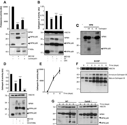 Figure 2. Cathepsin B contributes to the formation of the NPM-p20 fragment. (A) Human monocytes were treated with M-CSF for 6 days. MG132 (30μM) or clasto-lactacystin β-lactone (10μM) was added 4 hours before cell lysis and immunoblotting with indicated antibodies or measurement of proteasome activity with Suc-LLVY-AMC substrate (mean ± SD of triplicates; ****P < .001). AU indicates arbitrary units. (B) Human monocytes were treated with M-CSF for 6 days. MG132 (30μM) or cathepsin inhibitor (5μM) or cathepsin K inhibitor (5μM) was added 4 hours before cell lysis and immunoblotting with indicated antibodies (HSC, loading control) or measurement of cathepsin K activity with Ac-LR-AFC (mean ± SD of triplicates; ****P < .001). (C) Full-length NPM1 was produced in reticulocyte lysates in the presence of biotinylated lysine, then exposed to indicated recombinant active cathepsins at acidic pH for 2 hours at 37°C. Peptides were identified with streptavidin-HRP and revealed by chemiluminescence. (D) Human monocytes were treated with M-CSF for 6 days. MG132 (30μM), cathepsin inhibitor (5μM), or CA-074Me cathepsin B inhibitor (5μM) was added 4 hours before cell lysis and immunoblotting with indicated antibodies (HSC70, loading control) or measurement of cathepsin B activity with Z-RR-AMC substrate (mean ± SD of triplicates; ****P < .001). (E) Measurement of cathepsin B activity with Z-RR-AMC substrate in monocytes treated with M-CSF for 0, 3, or 6 days. (F) Immunoblot analysis of cathepsin B in monocytes exposed for indicated times to M-CSF. HSC70 was used as loading control. (G) Monocytes were collected from the bone marrow of wild-type (WT) or cathepsin B−/− (CathB−/−) mice and induced to differentiate into macrophages on exposure to murine M-CSF (100 ng/mL) for indicated times before immunoblot analysis of NPM1 expression (HSC70, loading control). Each panel is representative of at least 3 independent experiments.