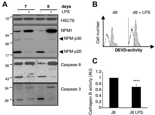 Figure 4. LPS-induced inhibition of NPM1 proteolysis. (A) Macrophages obtained by M-CSF treatment of human peripheral blood monocytes for 6 days were left untreated (−) or exposed to LPS (1 mg/mL) for 24 hours (day 7) or 48 hours (day 8) before cell lysis and immunoblot analysis of indicated proteins (HSC70, loading control). (B) Flow cytometric analysis of active caspase-3/7 in macrophages 48 hours after LPS treatment. (C) Cathepsin B activity was measured as in Figure 2D 48 hours after LPS treatment. Each panel is representative of at least 3 independent experiments in triplicate (****P < .001).
