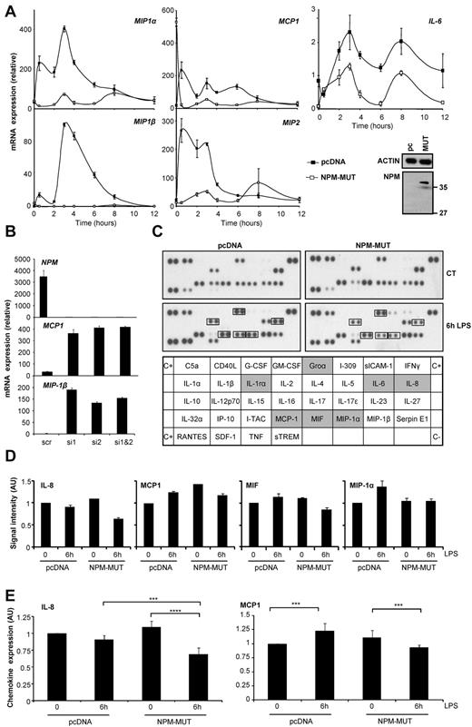 Figure 5. NPM1 expression modulates chemokine gene expression on LPS exposure in human macrophages. Macrophages were obtained by M-CSF treatment of human peripheral blood monocytes for 4 days before transfection and 24 hours after transfection, were exposed to LPS for the indicated times. mRNA was collected for reverse transcription–quantitative PCR analyses of indicated chemokines. (A) Overexpression of a noncleavable mutant of NPM1 (D213A; NPM-MUT) in human cells. ■ indicates control vector; □, NPM-MUT–expressing vector. (Inset) NPM protein level in transfected cells. (B) Down-regulation of NPM1 with siRNA. Reverse transcription–quantitative PCR analyses were performed 3 hours after LPS treatment. Each panel is representative of at least 3 independent experiments. Scr indicates scrambled; and si1 and si2, two different siRNAs targeting NPM1. (C) The ratio between cytokine quantities detected in control and NPM-MUT–transfected macrophage supernatants with or without LPS exposure was quantified and normalized to control pcDNA-transfected cells. (D) Culture supernatant cytokine array analysis of macrophages treated with LPS for indicated times. AU indicates arbitrary units. (E) IL-8 and MCP1 chemokines were quantified with FlowCytomix in the supernatants of control and NPM-MUT–transfected macrophages treated or not treated with LPS and normalized to control pcDNA-transfected cells (3 independent experiments). Mean ± SD of triplicates; **P < .025; ***P < .01; ****P < .001.