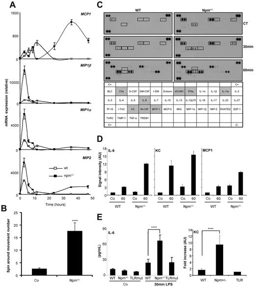 Figure 6. NPM1 expression modulates chemokine secretion on LPS exposure in murine macrophages. (A) Mouse macrophages were obtained ex vivo from wild-type (WT) or npm+/− mice treated for 4 days by M-CSF before exposure to LPS and measurement of cytokine gene expression by reverse transcription–quantitative PCR. (B) Wild-type and npm+/− mice were injected intravenously with LPS (0.5 mg/mL). Ten minutes after injection, their behaviors were video recorded for 20 minutes, and spin-around movements were scored. (C) Plasma cytokine array analysis of wild-type and npm+/− mice injected with LPS at indicated time. (D) The ratio between cytokine quantities detected in control and npm+/− mouse plasma injected or not injected with LPS was quantified and normalized to untreated control mice. (E) Wild-type, npm+/−, and tlr4-mutated transgenic mice were injected intravenously with LPS (0.5 mg/mL). Their peripheral blood was collected after 30 minutes and examined by CBA for IL-6 level measurement and by FlowCytomix for KC fold increase measurement. Mean ± SD of 5 mice per group, 3 independent experiments; ****P < .001). Co indicates control.