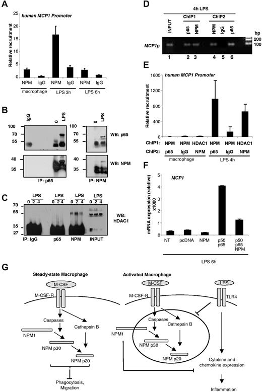Figure 7. NPM1 is recruited on MCP-1 promoter under LPS treatment. (A) ChIP experiment of monocyte-derived macrophages treated for indicated times with LPS using NPM1 antibody. One representative of 3 independent experiments is shown. (B) Monocyte-derived macrophages and 4-hour LPS–treated macrophage extracts were subjected to immunoprecipitation by control mouse IgG, p65 (left panel), or NPM (right panel) antibodies. The presence of p65 (top panel) or NPM (bottom panel) in the immunocomplexes was detected by immunoblotting. WB indicates Western blot. (C) Untreated macrophages and 2-hour or 4-hour LPS-treated macrophage extracts were subjected to immunoprecipitation by control mouse IgG, p65, or NPM antibodies. The presence of HDAC1 in the immunocomplexes was detected by immunoblotting. WB indicates Western blot. (D) Coexistence of p65 and NPM on MCP1 promoter was demonstrated by a sequential ChIP experiment. Chromatin was first immunoprecipitated by p65 (lane 2) or NPM (lane 3) antibody. A second round of ChIP was performed with NPM (lane 4) or IgG control (lane 5) for p65 or with p65 (lane 6) for NPM. Input is shown in lane 1. MCP1 promoter was analyzed by PCR. (E) Coexistence of NPM and p65 or HDAC1 and NPM on MCP1 promoter was demonstrated by a sequential ChIP experiment. Chromatin was first immunoprecipitated by NPM or HDAC1 antibody. A second round of ChIP was performed with p65 or IgG control for NPM or using NPM for HDAC1. MCP1 promoter was analyzed by quantitative PCR and normalized to input. (F) Primary human macrophages were transfected with the different indicated constructs. Six hours after LPS treatment, total RNA was isolated and analyzed for endogenous MCP1 mRNA expression. Absolute mRNA values were determined, normalized to L32 RNA, and reported as relative values. NT indicates nontransfected. (G) Proposed role of NPM1 in quiescent and activated macrophages. Ab differentiation into macrophages progresses, NPM1 is cleaved sequentially by caspases and cathepsin B. NPM-p30 or NPM-p20 overexpression inhibits phagocytosis and migration. On LPS activation, NPM1 proteolysis is abrogated, and NPM1 in turn inhibits cytokine expression.