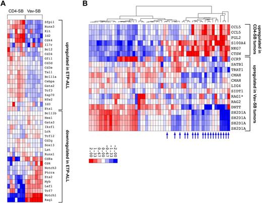 Figure 6. Comparative oncogenomics of SB-induced T-cell lymphomas. (A) Global gene expression was analyzed in a set of 7 Vav-SB and 7 CD4-SB tumors. Unsupervised clustering analysis was performed using expression data from a set of 40 genes that distinguished typical T-ALL from ETP-ALL.34 (B) Global gene expression analysis identified 2 gene sets that were up-regulated in either Vav-SB or CD4-SB tumors. Gene-set enrichment analysis showed that genes up-regulated in CD4-SB are enriched in ETP-ALL samples (blue arrows) while the Vav-SB gene set is enriched in typical T-ALL samples.